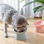 Cuenco Elevado e Inclinado para Mascotas — Comedero Ergonómico para Gatos y Perros